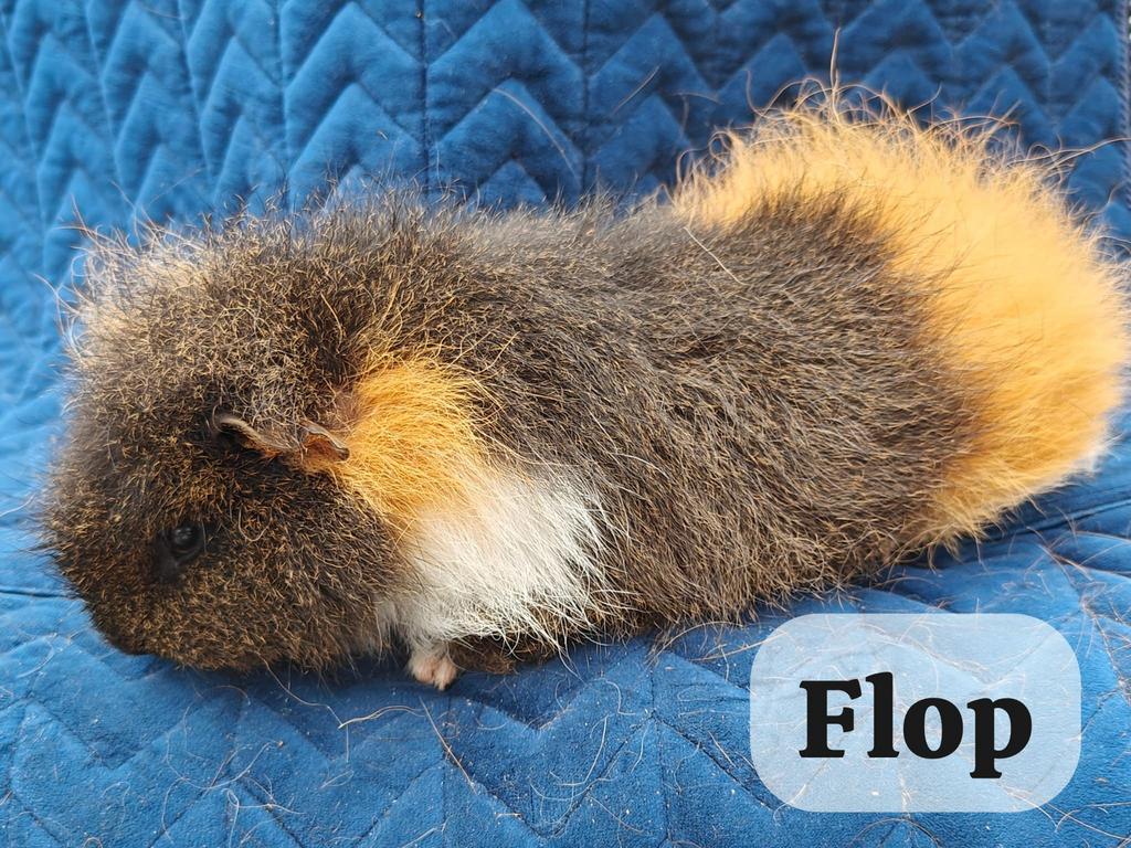 Cavia beertjes, Dieren en Toebehoren, Cavia, Mannelijk, Tam, September