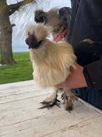 Zijderhoenhaantjes, Dieren en Toebehoren, Pluimvee, Mannelijk, Kip