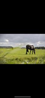 Weide gezocht, Weidegang, 4 paarden of pony's of meer