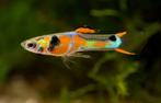 8 mannelijke endler guppen, Dieren en Toebehoren, Vissen | Aquariumvissen, Vis, Zoetwatervis, Schoolvis