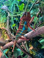 Panterkameleon, Dieren en Toebehoren