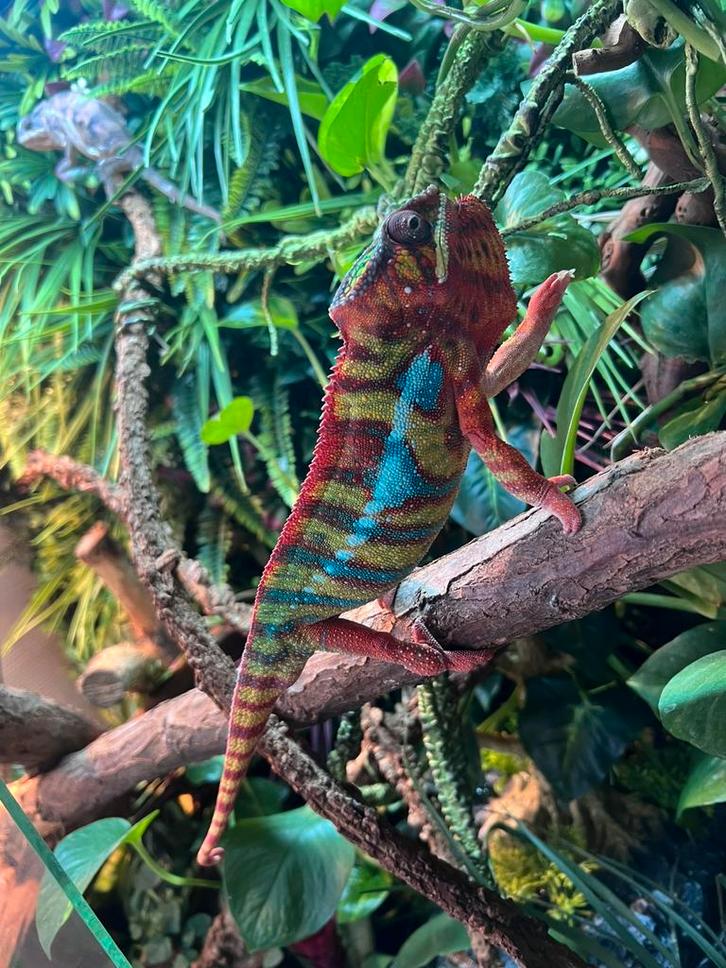 Panterkameleon, Dieren en Toebehoren, Reptielen en Amfibieën