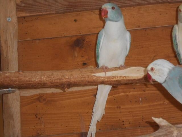 halsband opaline bleekstaart 2025, Meerdere dieren, Parkiet, Geringd