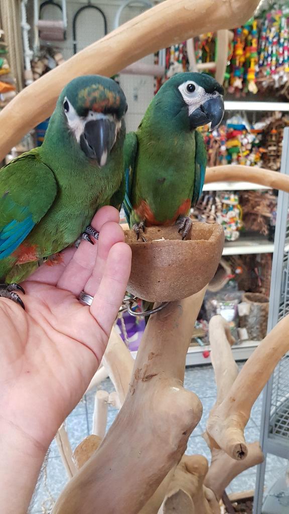 tamme jonge ara maracana, Animaux & Accessoires, Oiseaux | Perruches & Perroquets, Perroquet, Plusieurs animaux, Domestique, Bagué