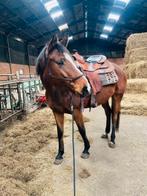 6-jarige merrie te koop, Jument, Moins de 160 cm, Avec pedigree, 3 à 6 ans