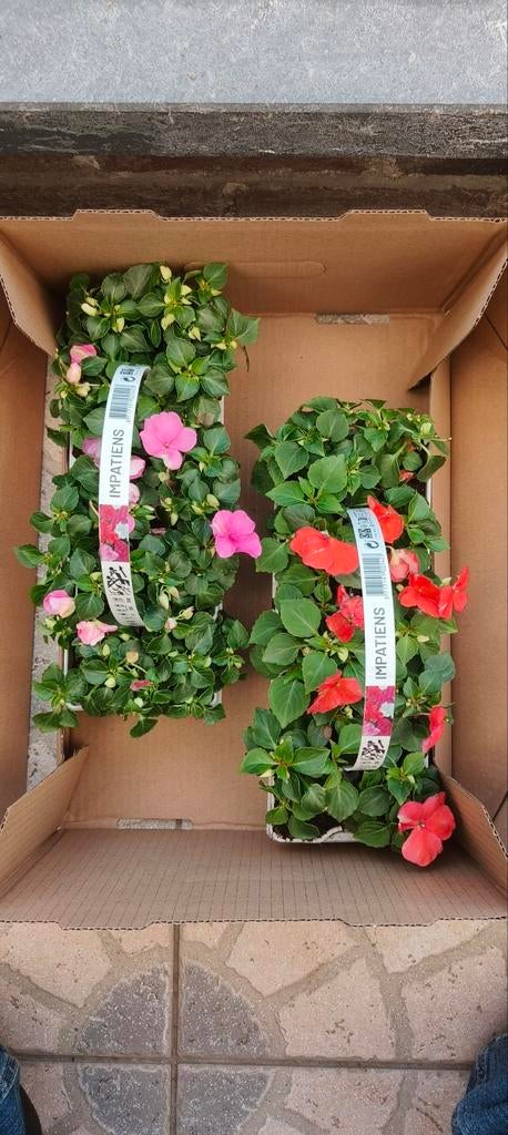 Vlijtige liesje 20 stuks perkplanten, Jardin & Terrasse, Bulbes & Semences, Enlèvement