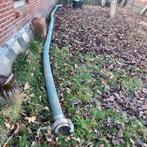 gierslangen, Dieren en Toebehoren, Schapen, Geiten en Varkens