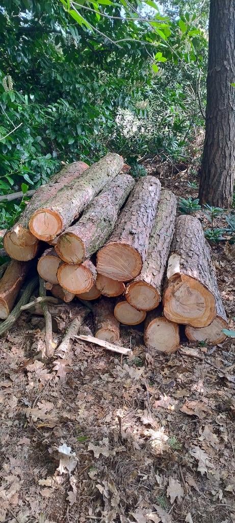 Brandhout Den  ongeveer 6 cub beschikbaar, Enlèvement, Troncs d'arbres