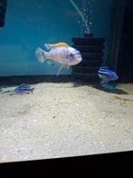 Cichlides malawi labeotropheus trevawa tumbi west