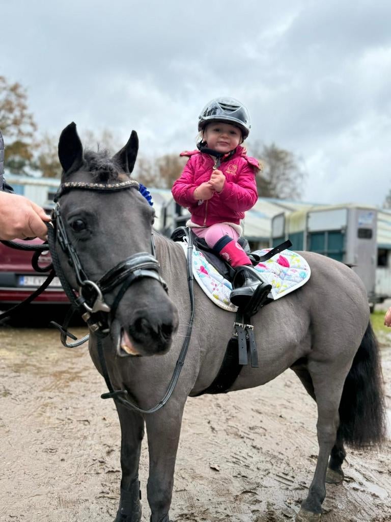 Kleine pony te koop
