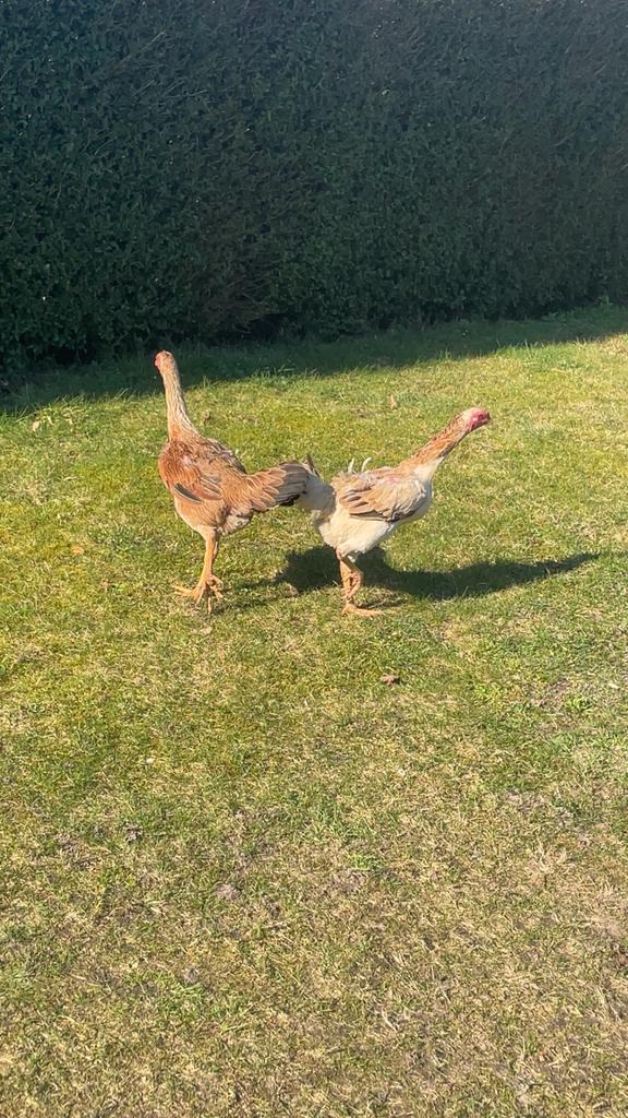 2 mooie Indo gigante, Dieren en Toebehoren