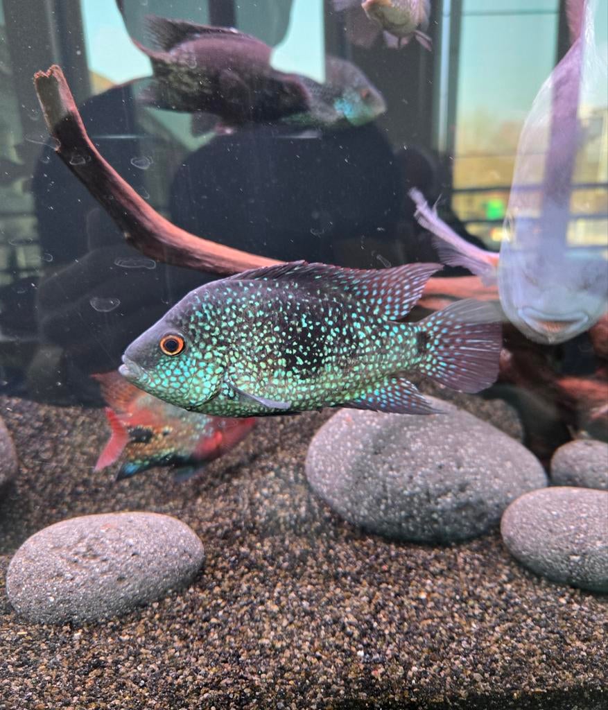 Blauwe Texas cichliden 2 koppels beschikbaar! Prijs / koppel