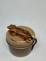 Flame dal spots wimpergekko, Tam, 0 tot 2 jaar