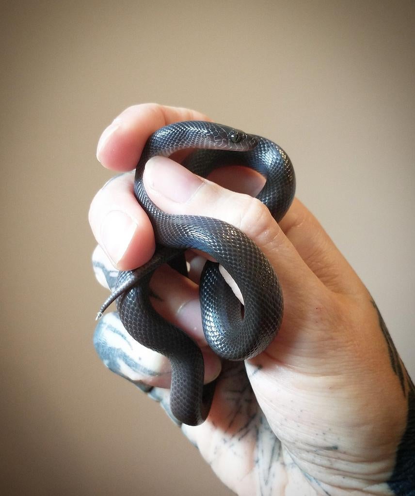 Boaedon fuliginosus black mannetje, Slang, 0 tot 2 jaar