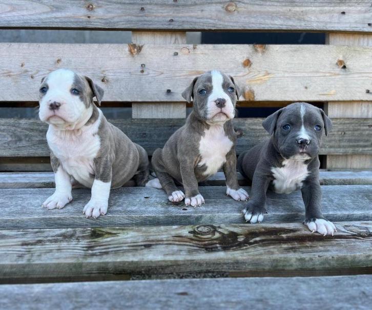 Prachtige Amerikaanse Stafford pups, Dieren en Toebehoren, Honden | Jack Russells en Terriërs, Meerdere dieren, American Staffordshire Terriër