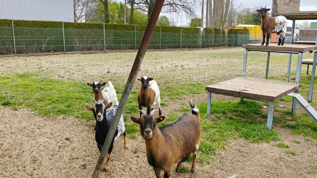 Moeder en dochter geitjes te koop, Dieren en Toebehoren, Schapen, Geiten en Varkens