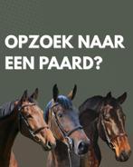 PAARDEN TE KOOP, Dieren en Toebehoren, Paarden