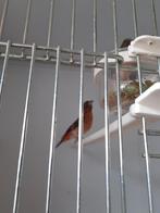 Kapoetsensijs gereserveerd, Mannelijk, Geringd