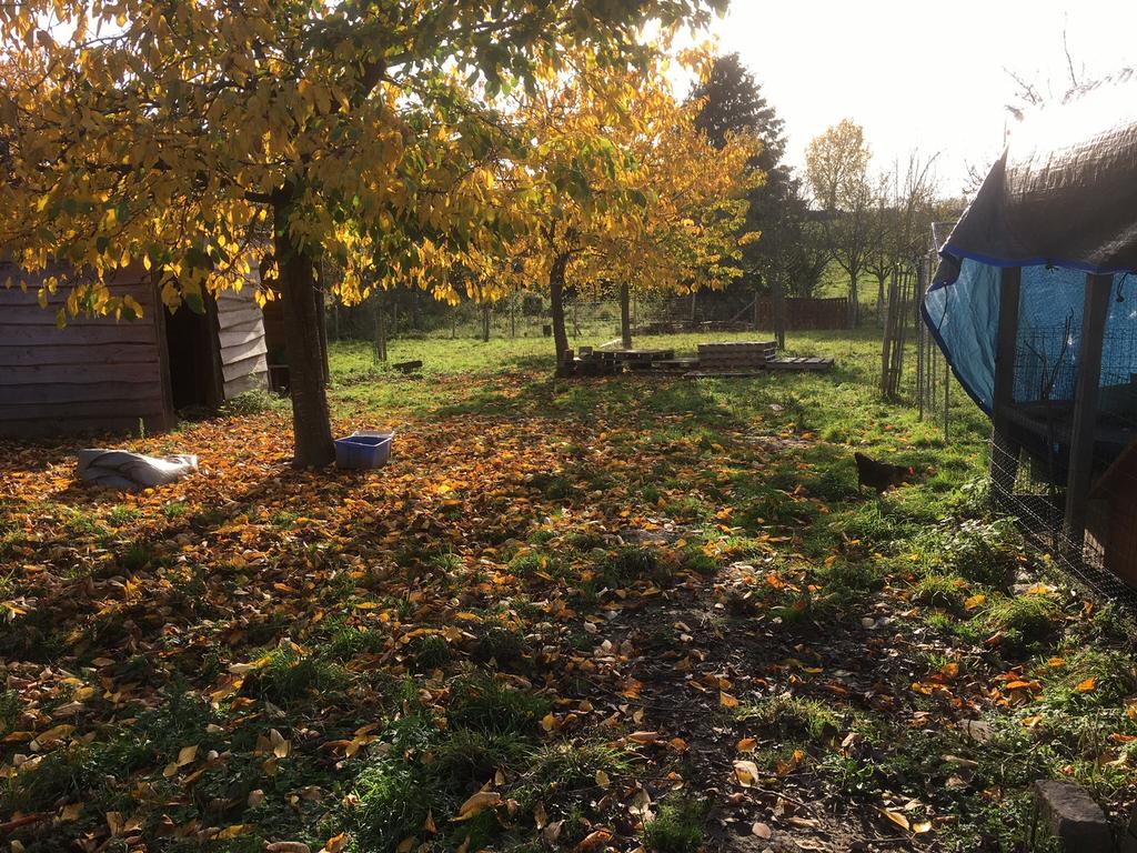 ik ZOEK pluimvee  kan van alles zijn voor een goeden thuis, Animaux & Accessoires, Volatiles