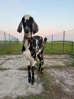 Nubische geiten, Dieren en Toebehoren, Januari, Meerdere dieren