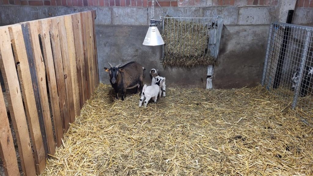 dwerggeit met lammetjes, Dieren en Toebehoren, Vrouwelijk, Geit, 3 tot 5 jaar