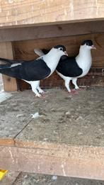 Afghan duiven, Dieren en Toebehoren, Vogels | Duiven