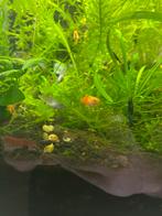 Platys, jonge visjes, Dieren en Toebehoren, Vissen | Aquariumvissen, Vis, Zoetwatervis, Schoolvis