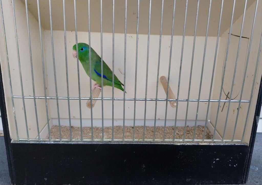 Forpus conspicillatus, Geringd