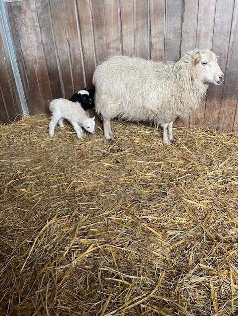 groepje hobbyschapen : oud primitief ras, Dieren en Toebehoren, Schapen, Geiten en Varkens, Schaap, Meerdere dieren, 3 tot 5 jaar