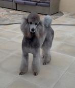 Lieve thuis gezocht voor Silverstar, 3 à 5 ans, Caniche, Hépatite contagieuse (maladie de Rubarth), Chienne