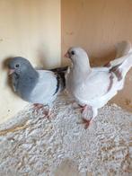 Figuritas, Dieren en Toebehoren, Vogels | Duiven