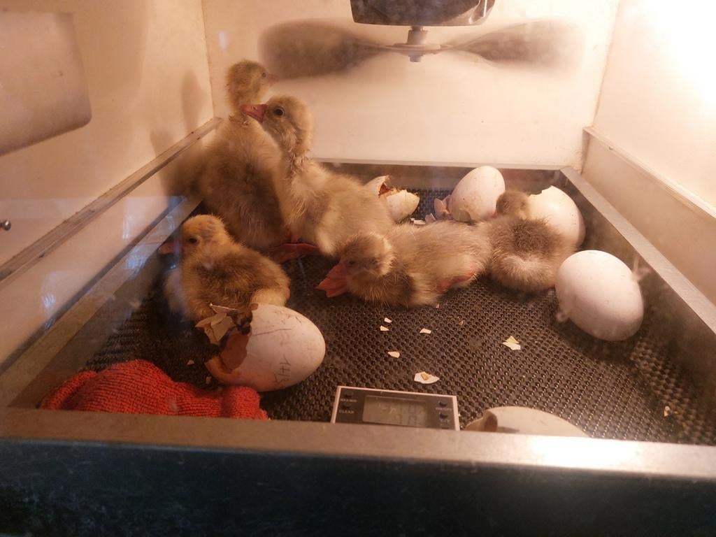 Poussins d'oies blanches, Animaux & Accessoires