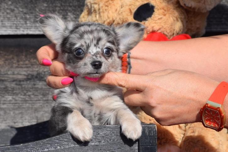 Chihuahua pups kies uit kleurtje, Dieren en Toebehoren, Honden | Chihuahua's en Gezelschapshonden, Meerdere dieren, Chihuahua