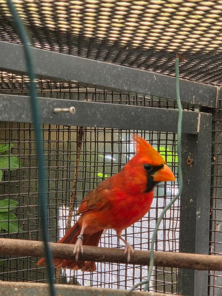 Rode kardinaal man ruilen, Bagué