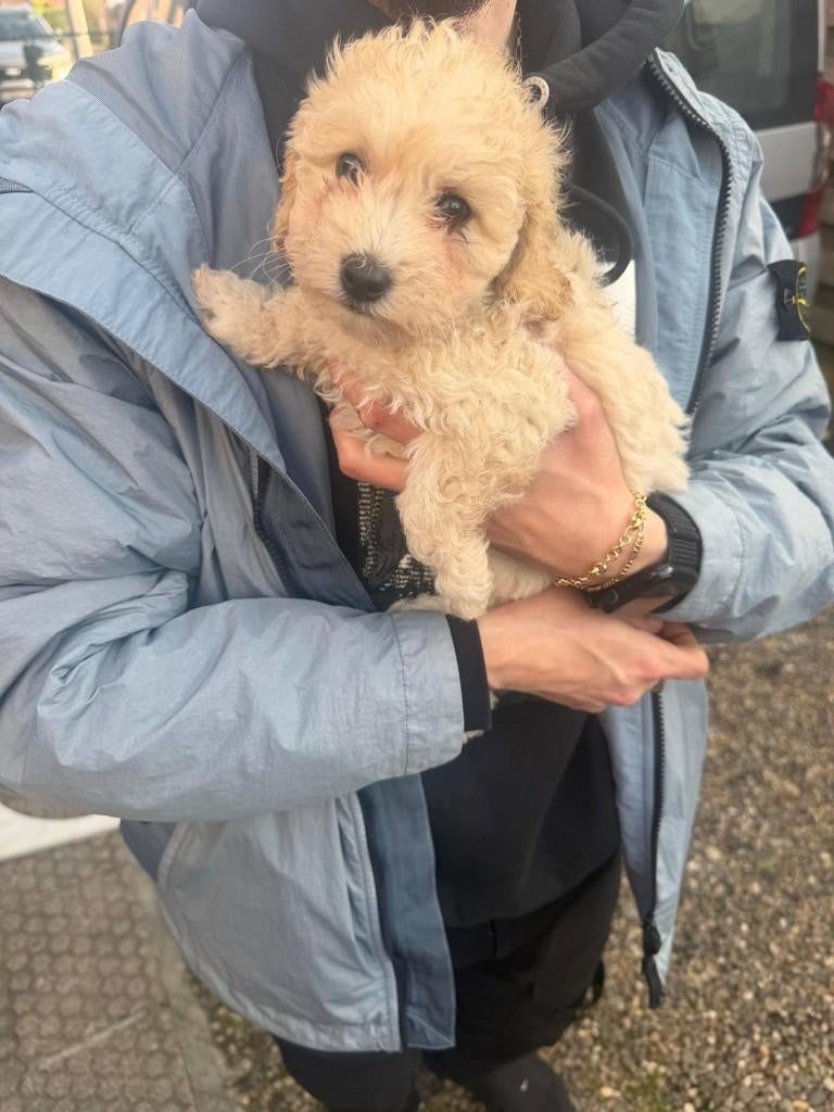 Dwergpoedel pups, Dieren en Toebehoren, Poedel, Parvo, België, 8 tot 15 weken