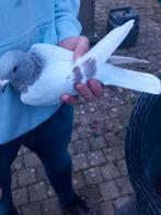 Kleurpostduif, Animaux & Accessoires, Oiseaux | Pigeons, Femelle, Pigeon voyageur
