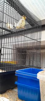 Kanaries, Dieren en Toebehoren, Vogels | Kanaries, Mannelijk