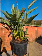 Strelitzia Reginae en fleurs, Tuin en Terras, Ophalen