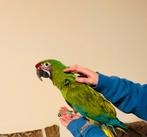 Handtam Militaris soldaten Ara’s 2025, Dieren en Toebehoren, Vrouwelijk, Papegaai, Geringd