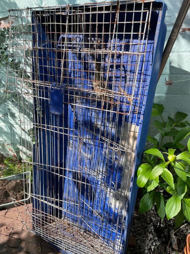 Hok voor cavia of konijn gratis, Dieren en Toebehoren, Konijn, Hok, Ophalen, Minder dan 60 cm