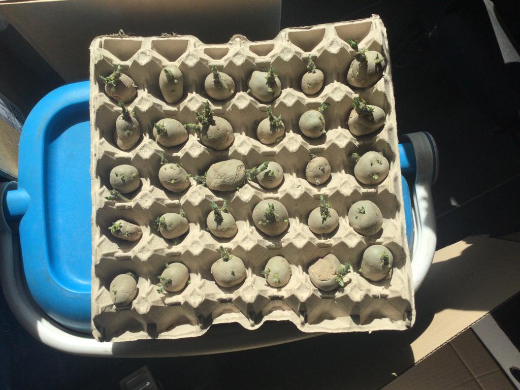 Plantaardappelen teveel aangekocht., Tuin en Terras, Ophalen, Nieuw