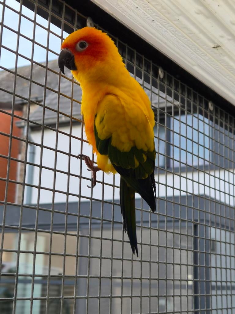 Samen te koop koppel zonneparkieten en koppel roodvleugels, Dieren en Toebehoren