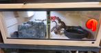 Dernier Terrarium Herptek 120x70x50, Enlèvement ou Envoi, Utilisé, Terrarium ou Paludarium