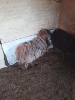 Schaap, Dieren en Toebehoren, Schaap