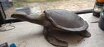 Koperen schildpad, Antiek en Kunst, Ophalen