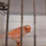 Zie beschrijving, Dieren en Toebehoren