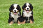 Prachtige Berner Sennen pups, CDV (hondenziekte), Meerdere, 8 tot 15 weken, Sennenhond