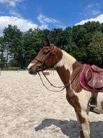 Bonte zangersheide merrie, Dieren en Toebehoren, Paarden, Merrie, Springpaard, Gechipt, Zadelmak