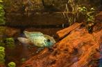 Koppel blauwe acara - Andinoacara pulcher
Cichliden, Dieren en Toebehoren, Vissen | Aquariumvissen
