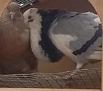 Meerdere kroppers duiven, Dieren en Toebehoren, Vogels | Duiven, Meerdere dieren, Kropper